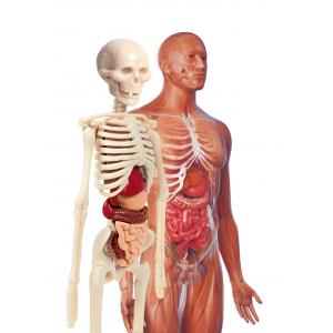 CLEMENTONİ İlk Keşiflerim - İnsan Anatomisi 64297